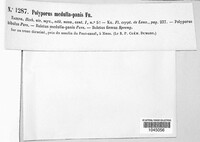 Piptoporus soloniensis image